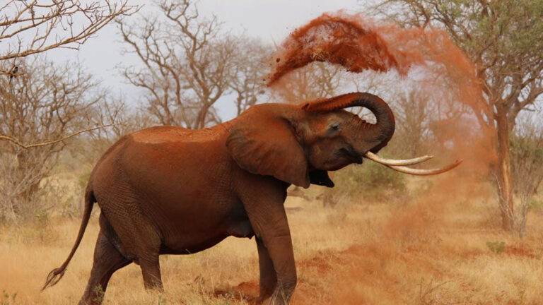 Best Wildlife Photography Of 2017